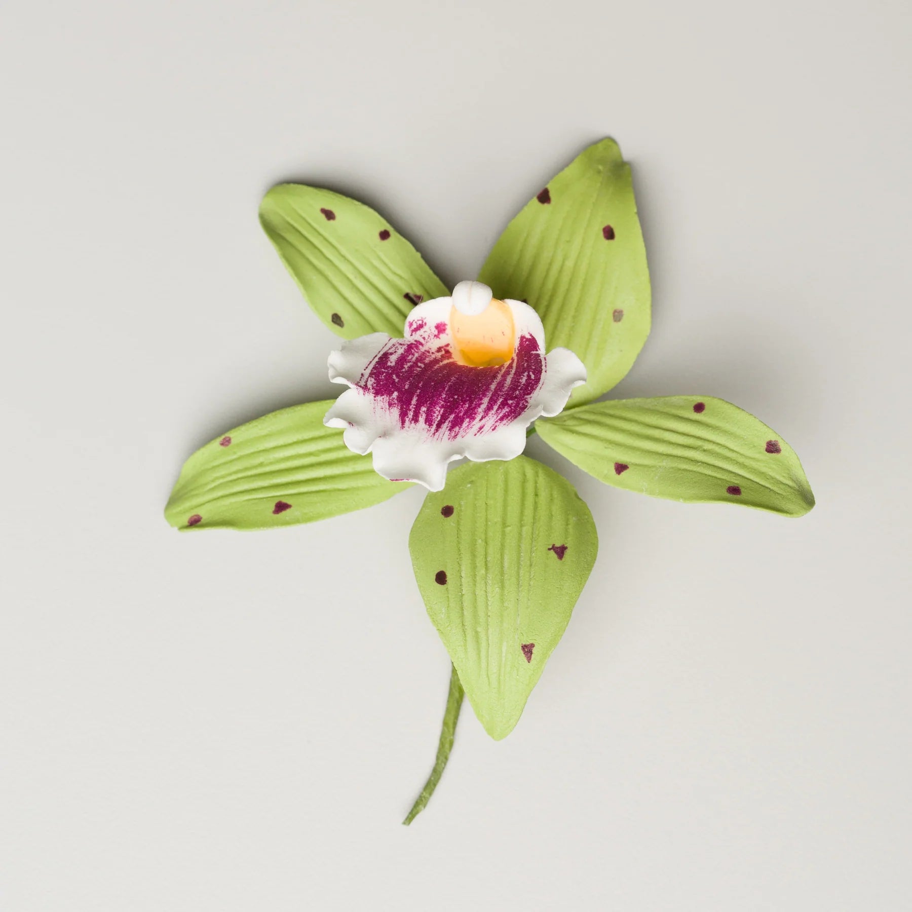 Phalaenopsis Orchid Green and Pink #89