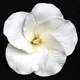 Hibiscus Gumpaste Flowers