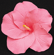 Hibiscus Gumpaste Flowers