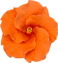 Hibiscus Gumpaste Flowers