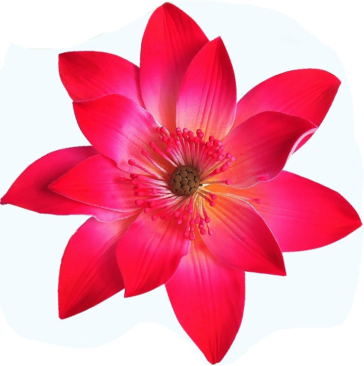 Tranquil Water Lily Purple or Pink