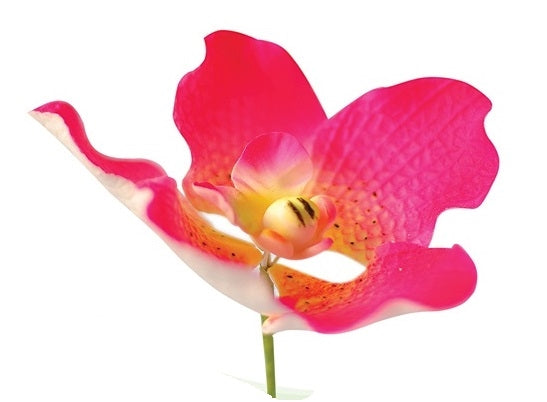 Vanda Orchid Hot Pink #92