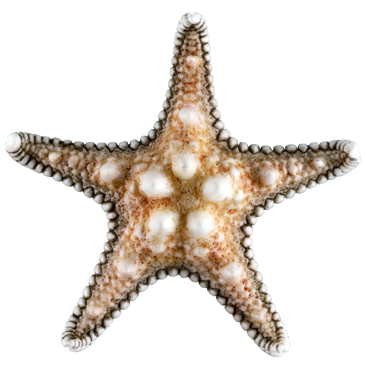 Starfish Mold - Bake Supply Plus