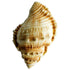 Triton Shell Mold - Bake Supply Plus