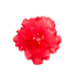 156RD- 2.5" Hibiscus - Small - Red