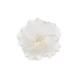 156WH- 2.5" Hibiscus - Small - White
