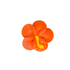 215OR- 1.75" Royal Hibiscus - Orange