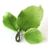 102- Hydrangea Leaves - Green