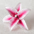 159- Stargazer Lily Hot Pink