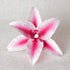 159- Stargazer Lily Hot Pink