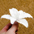 158- Lily Casablanca (White)