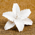 158- Lily Casablanca (White)