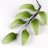 94- 7 Petal Lily Leaves