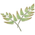 165 - Fern Leave