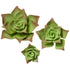 160- Succulents Green 3Pc