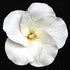 Flores de Hibisco de Pasta de Goma #16, #21, #31, #86