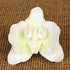 168- Single Moth Orchid - White