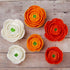 Flores de ranúnculo naranja intenso, naranja y blanco #42