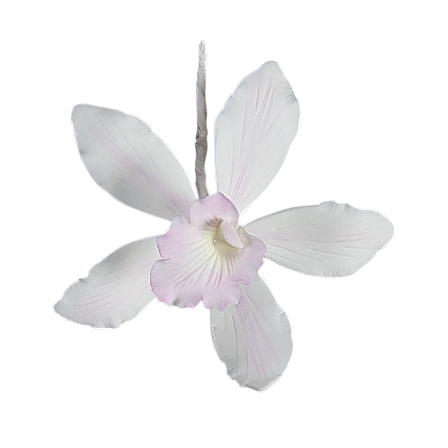 White with Pink Center Australian Cymbidium Orchid SM #78 LG #46