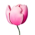 209PK- Tulipán francés de 3' - Rosa