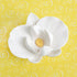 170- Phylinopsis Orchid White