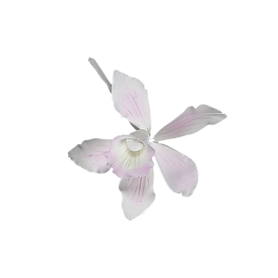 White with Pink Center Australian Cymbidium Orchid SM #78 LG #46
