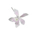White with Pink Center Australian Cymbidium Orchid SM #78 LG #46