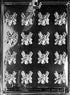 Spider 16 Cavity H61