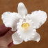 Flores de Gumpaste Orquídea Cattleya Blanca #111, #47, #169