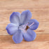 132- Agapanthus