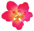 Vanda Orquídea Rosa Fucsia #92