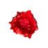 175RD- Tulipán de 1.5' - Rojo