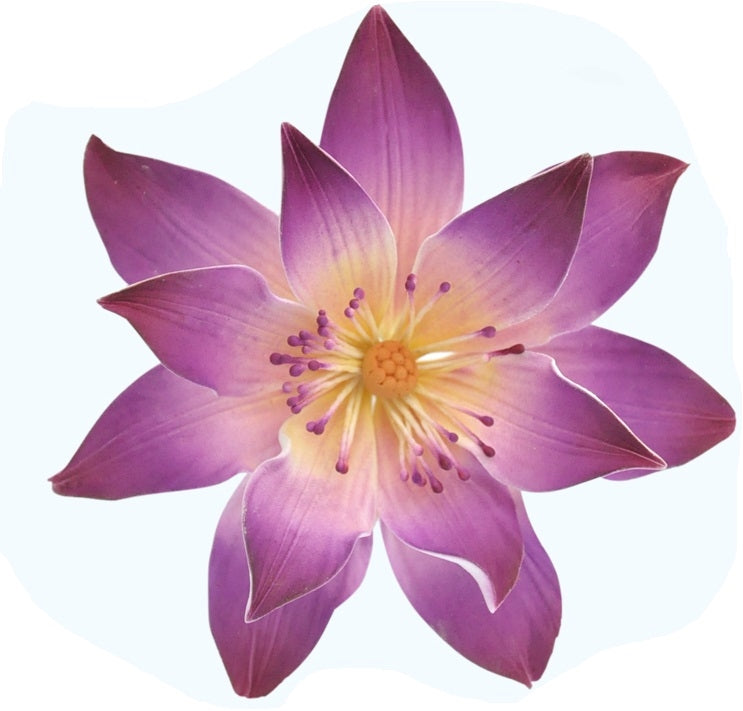Tranquil Water Lily Purple #37 or Pink #38