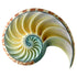 Nautilus Left Mold - Bake Supply Plus