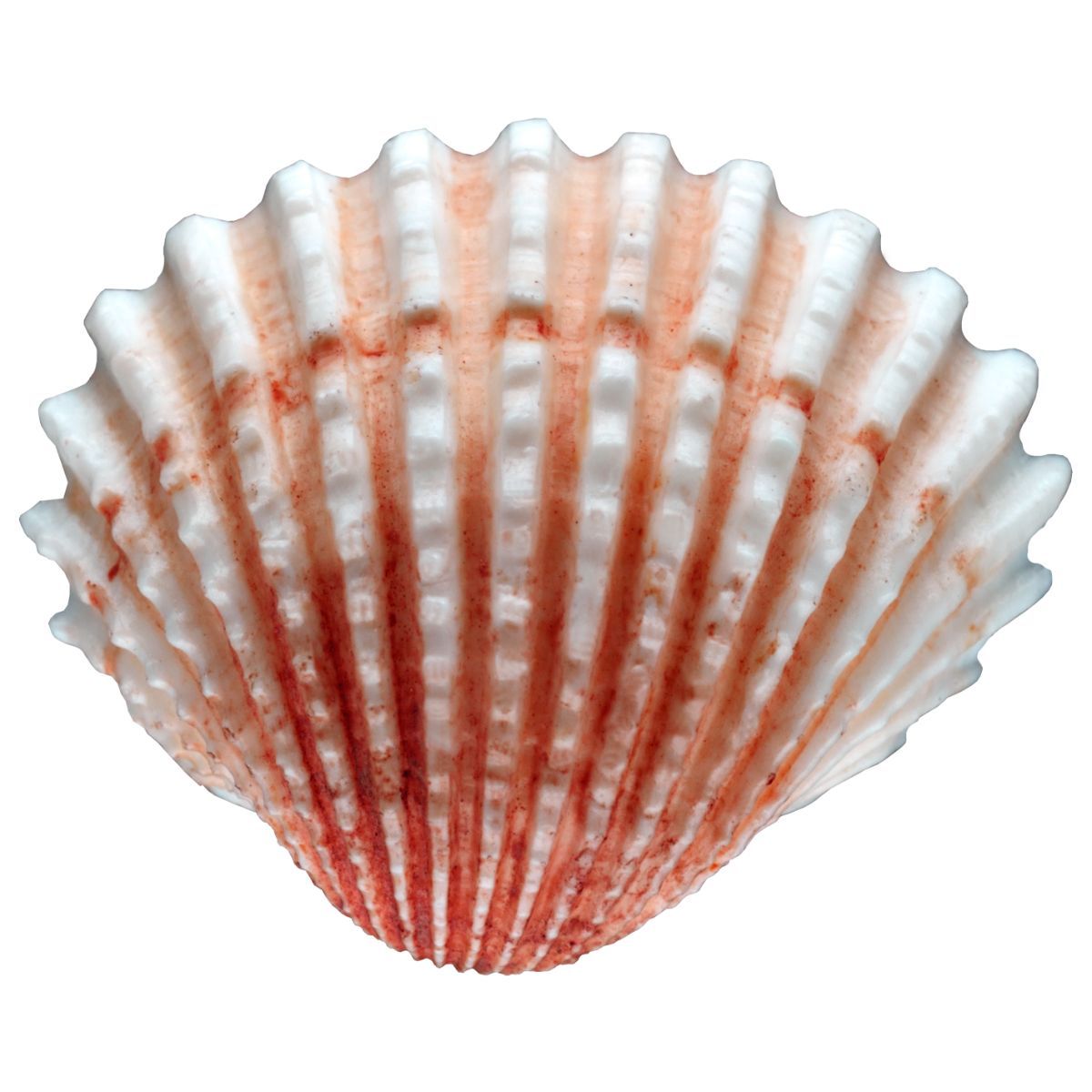 Large Cockle Shells Mold - Bake Supply Plus